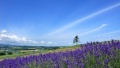 骚逼求肏视频日本一地6日游  境外旅游 6880元/人